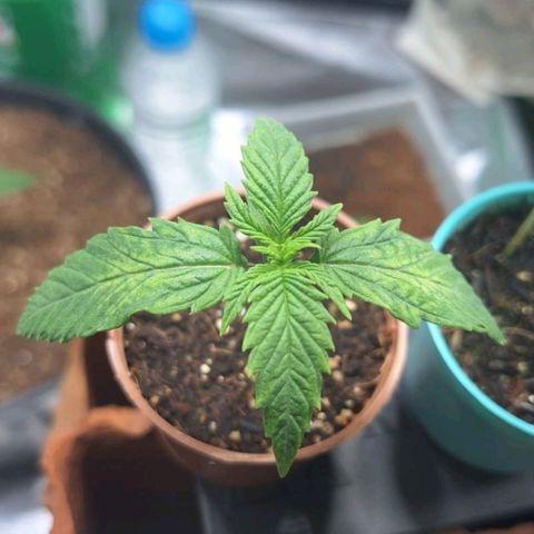 Lemon #3 foto growlog timeline photo