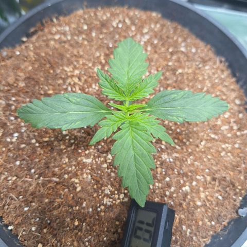 Lemon #1 Auto growlog timeline photo