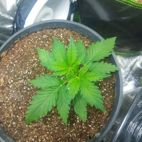 Lemon #1 Auto growlog timeline photo