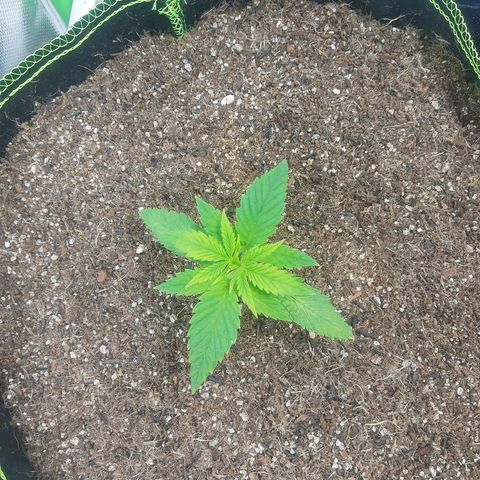 Lemon #3 foto growlog photo: Planta se recuperando estresse de água e replante 