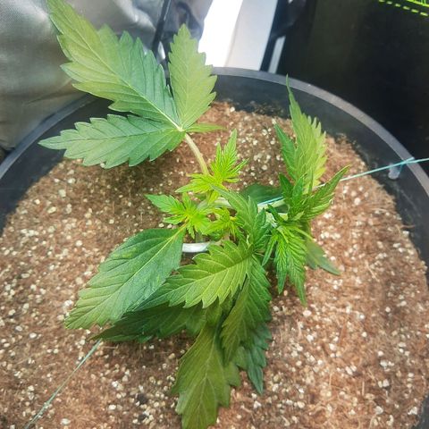 Lemon #1 Auto growlog timeline photo