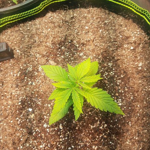 Lemon #3 foto growlog timeline photo