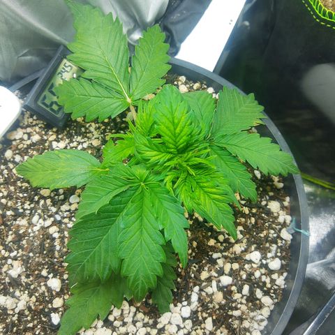 Lemon #1 Auto growlog timeline photo