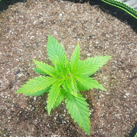 Lemon #3 foto growlog timeline photo