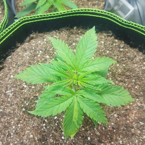 Lemon #3 foto growlog timeline photo