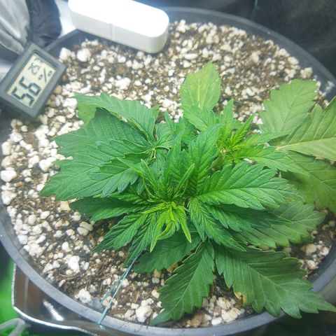 Lemon #1 Auto growlog timeline photo