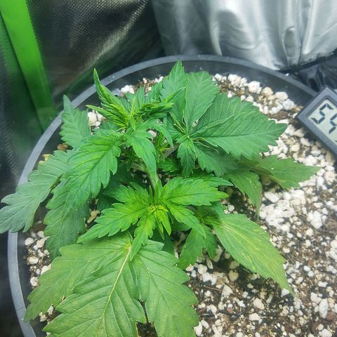 Lemon #1 Auto growlog timeline photo