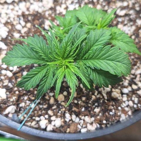 Lemon #1 Auto growlog timeline photo