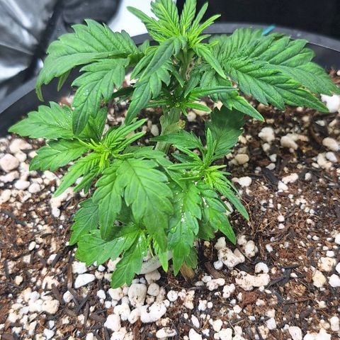 Lemon #1 Auto growlog timeline photo