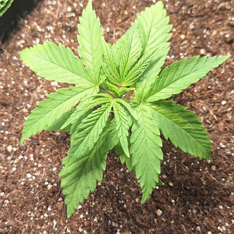 Lemon #3 foto growlog timeline photo