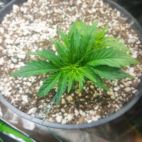 Lemon #1 Auto growlog timeline photo