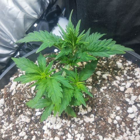 Lemon #1 Auto growlog timeline photo