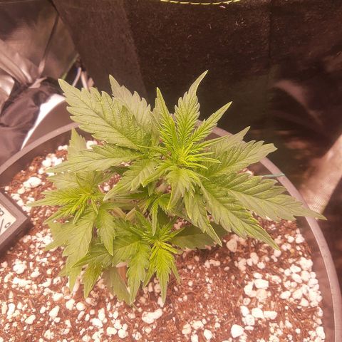 Lemon #1 Auto growlog timeline photo