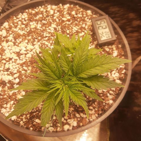 Lemon #1 Auto growlog timeline photo