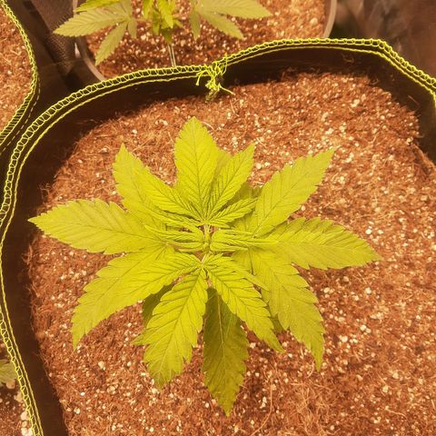 Lemon #3 foto growlog timeline photo