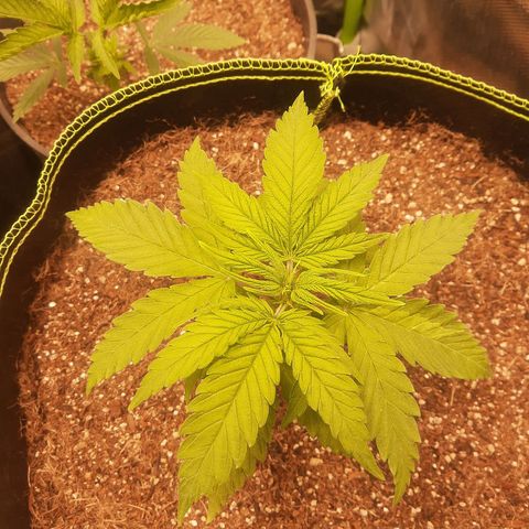 Lemon #3 foto growlog timeline photo