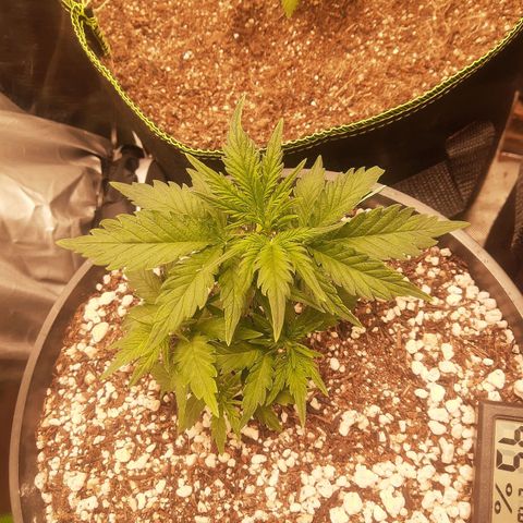 Lemon #1 Auto growlog timeline photo