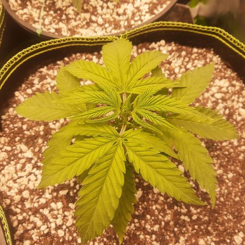 Lemon #3 foto growlog timeline photo