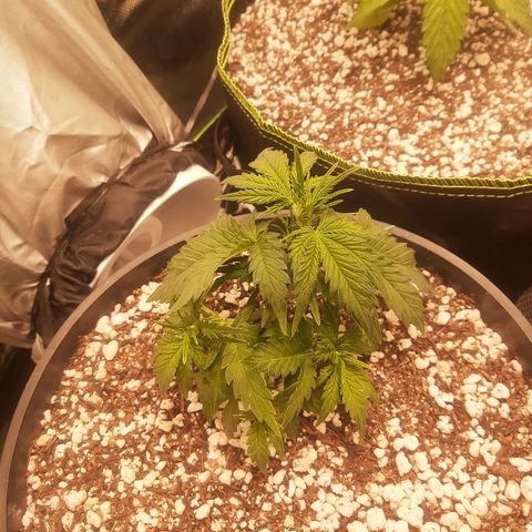 Lemon #1 Auto growlog timeline photo