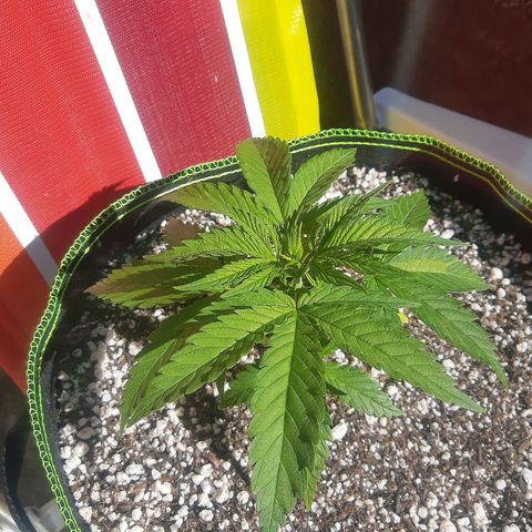 Lemon #3 foto growlog timeline photo