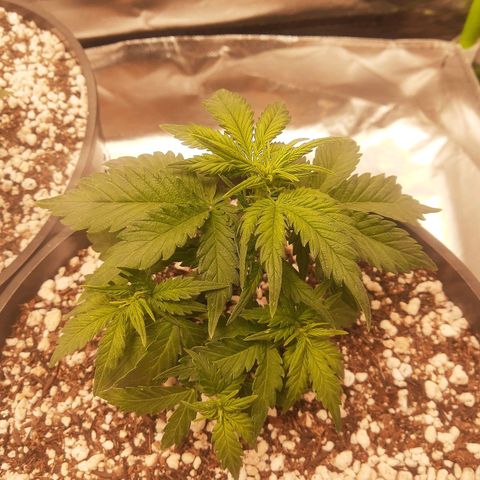 Lemon #1 Auto growlog timeline photo