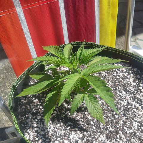 Lemon #3 foto growlog timeline photo