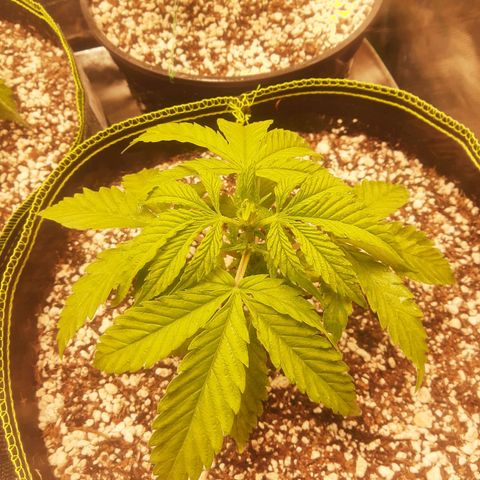 Lemon #3 foto growlog timeline photo