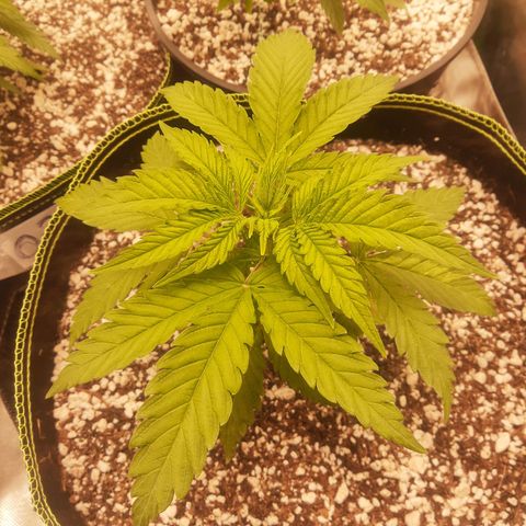 Lemon #3 foto growlog timeline photo