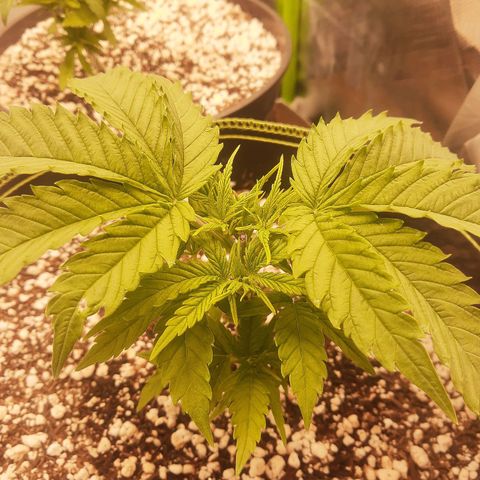 Lemon #3 foto growlog timeline photo