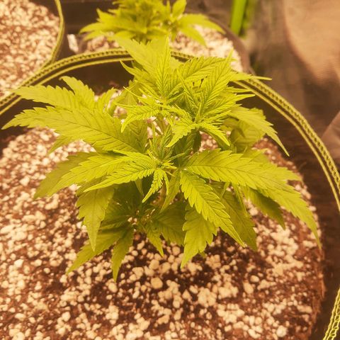 Lemon #3 foto growlog timeline photo