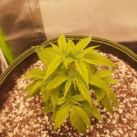 Lemon #3 foto growlog timeline photo