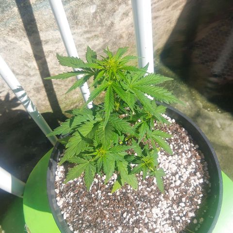 Lemon #1 Auto growlog timeline photo
