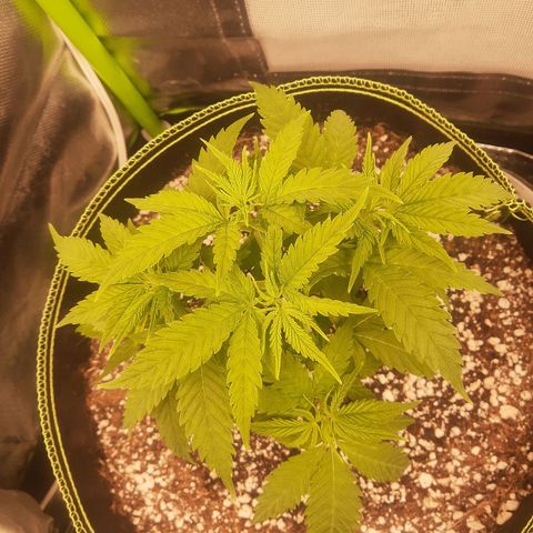 Lemon #3 foto growlog timeline photo
