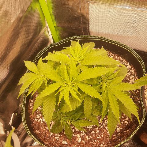Lemon #3 foto growlog timeline photo