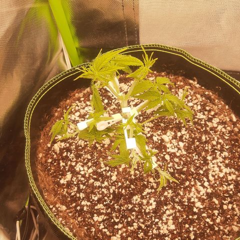 Lemon #3 foto growlog timeline photo