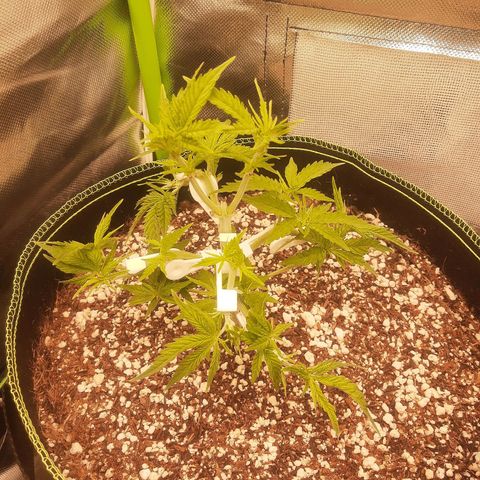 Lemon #3 foto growlog timeline photo