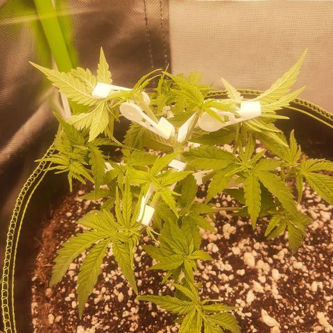 Lemon #3 foto growlog timeline photo