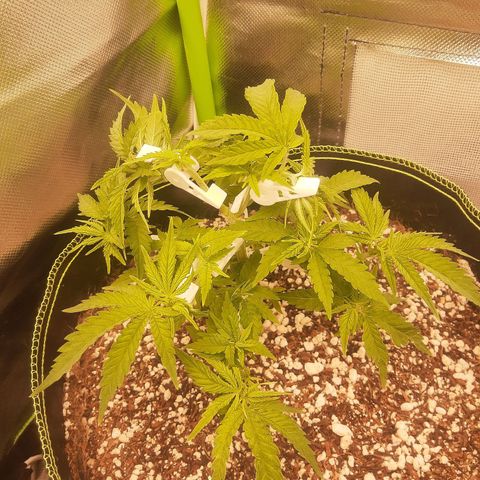 Lemon #3 foto growlog timeline photo
