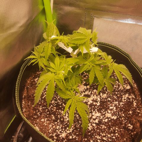 Lemon #3 foto growlog timeline photo