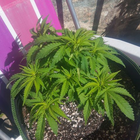 Lemon #3 foto growlog timeline photo