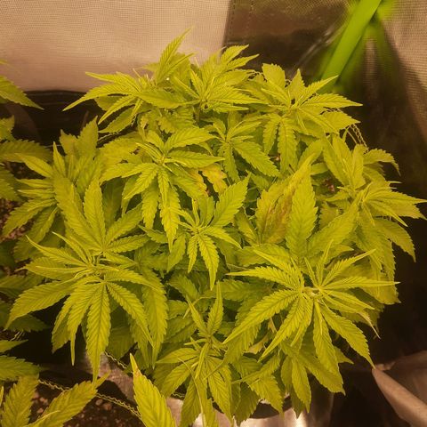 Lemon #3 foto growlog timeline photo