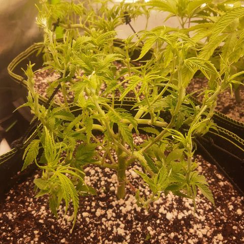 Lemon #3 foto growlog timeline photo