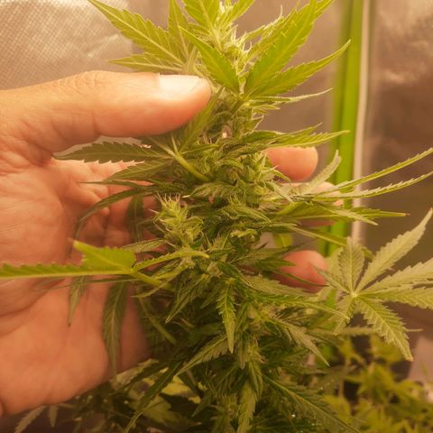 Lemon #1 Auto growlog timeline photo