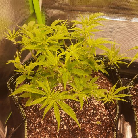 Lemon #3 foto growlog timeline photo