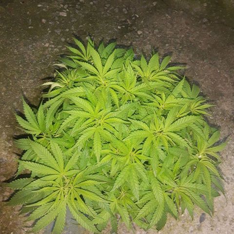 Lemon #3 foto growlog timeline photo