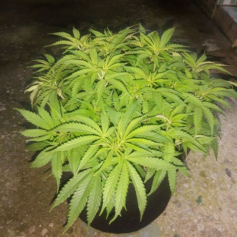 Lemon #3 foto growlog timeline photo
