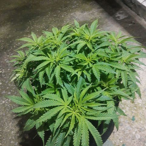 Lemon #3 foto growlog timeline photo