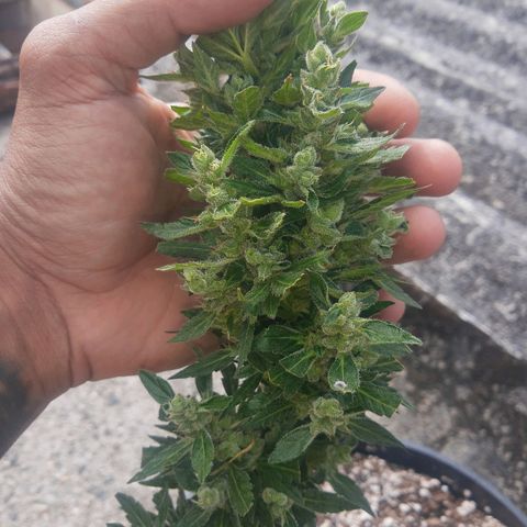 Lemon #1 Auto growlog timeline photo