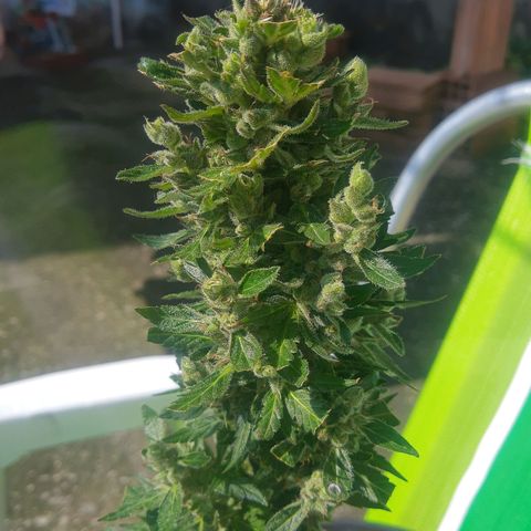 Lemon #1 Auto growlog timeline photo