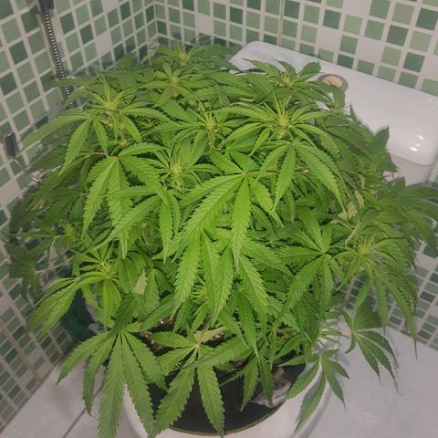 Lemon #3 foto growlog timeline photo